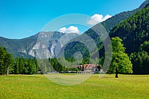 Elm tree on meadow in Logarska dolina, Logar valley, Slovenia