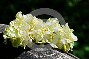 Elm tree seeds