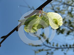 Elm tree seeds on a tree branch in the spring