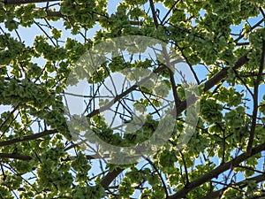 Elm tree seeds on a tree branch in the spring with a blue sky,