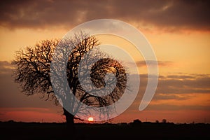 Elm tree at sunset.