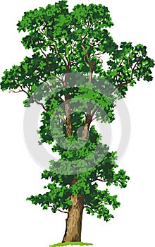 Elm tree. Vector