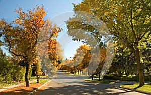 Elm trees in autumn 3