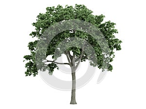 Elm_(Ulmus)