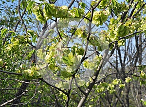 Elm (Ulmus) twig with leaves and flowers