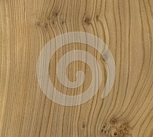 Elm Wood Texture