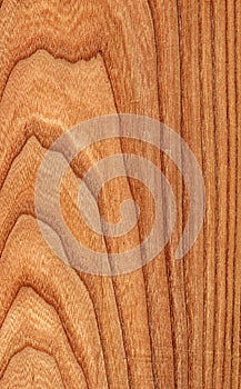 Elm (wood texture)