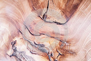elm wood texture background in macro lens shoot