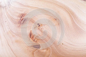 elm wood texture background in macro lens shoot