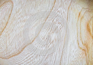 elm wood texture background in macro lens shoot photo