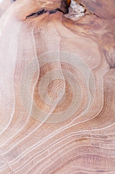 elm wood texture background in macro lens shoot