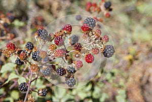 Elmleaf blackberry or thornless blackberry in late summer photo