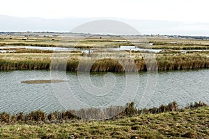 Elmley RSPB Reserve, Kent