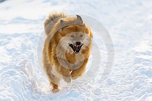 Elo dog runs in the snow
