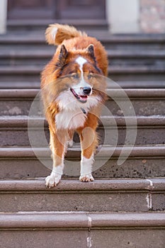 Elo dog sitting on stairs