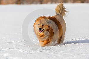 Elo dog walks in the snow