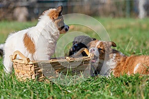 Elo puppies gnaw at a basket