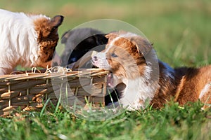 Elo puppies gnaw at a basket