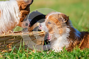 Elo puppies gnaw at a basket