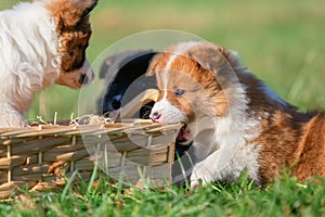 Elo puppies gnaw at a basket