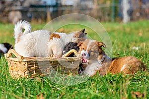 Elo puppies gnaw at a basket