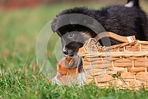 Elo puppies outdoors on a meadow beside a basket