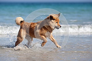 Elo puppy has fun in the water