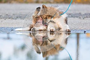 Elo puppy lies beside a puddle and cleans himself the fur