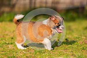 Elo puppy walking in the garden