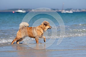 Elo puppy walks at the seafront