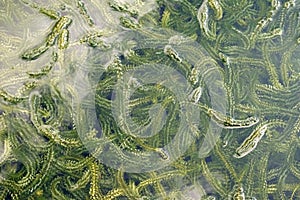 Elodea canadensis