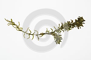 Elodea waterweed herbarium on white