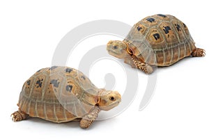 Elogated Tortoise ( Indotestudo elongata), Yellow turtle