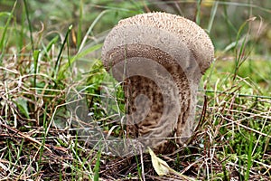 Elongate puffball - edible mushroom photo