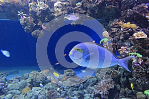 Elongate surgeonfish