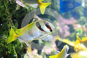 Elongate surgeonfish