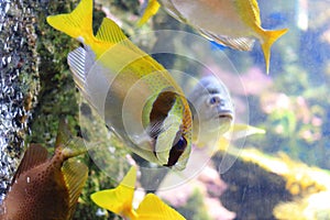 Elongate surgeonfish