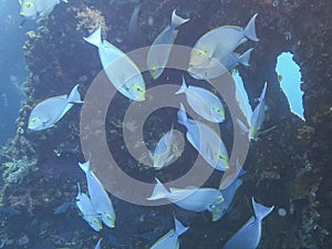 Elongate surgeonfish at the liberty wreck in tulamben on the island of bali