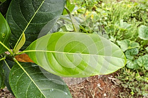 Elongated jackfruit Leaf