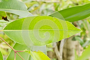 Java Plum Leaf photo