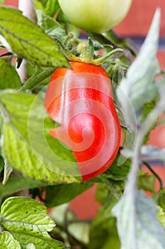 Elongated Red carnica tomato hanging on vine photo
