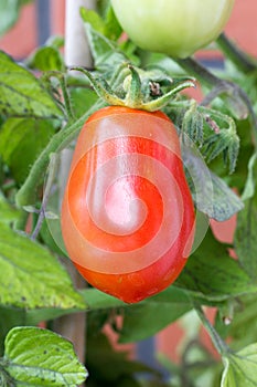 Elongated Red carnica tomato hanging on vine photo