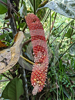 Elongated red tropical equator plant