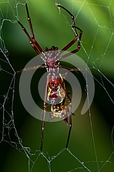 Elongated spider with horns in abdomen on the web, Micrathena gracilis spider photo