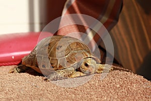 Elongated Tortoise