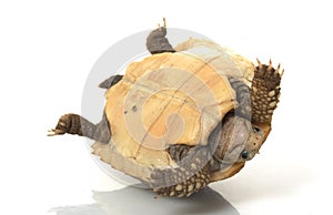 Elongated Tortoise