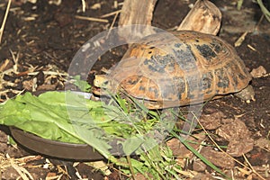 Elongated tortoise photo