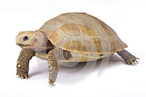 Elongated tortoise, Indotestudo elongata photo