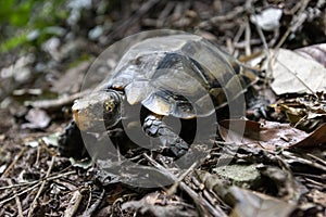 Elongated tortoise  Indotestudo elongata walking in the nature forest, Thailand