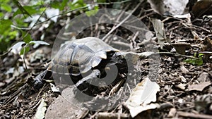 Elongated tortoise  Indotestudo elongata walking in the nature forest, Thailand
